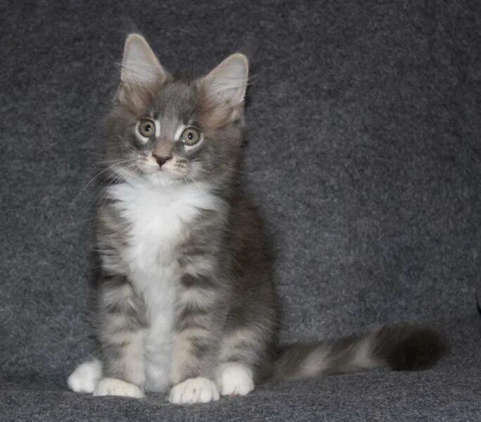 Майкуны в добрые руки. Vantablack питомник мейн кунов. Майкуны в добрые руки. Котята мейн-куна в добрые. Мейн куны в добрые руки.