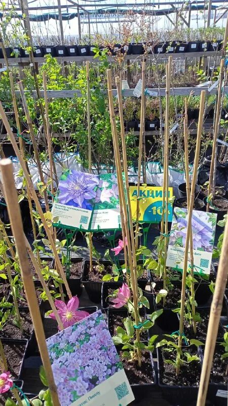 сады беловых воронеж