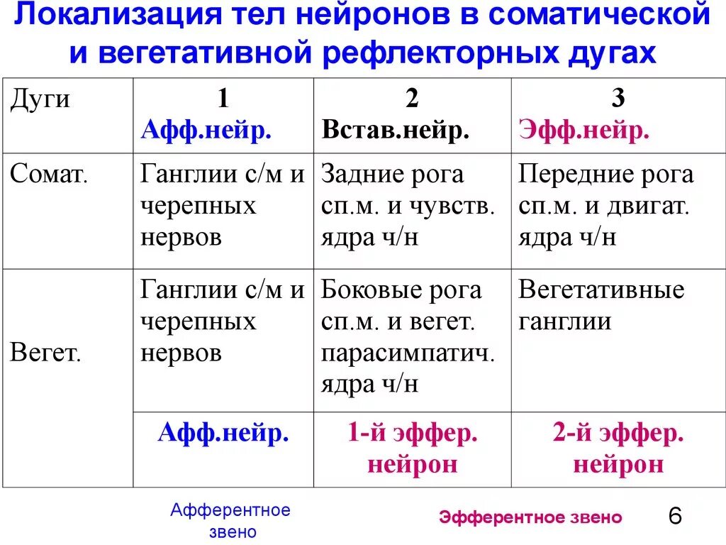 Сравнение вегетативных и соматических рефлекторных дуг. Отличия соматической и вегетативной рефлекторных дуг. Различия между соматической и вегетативной рефлекторных дуг. Отличие рефлекторной дуги вегетативного и соматического рефлексов.