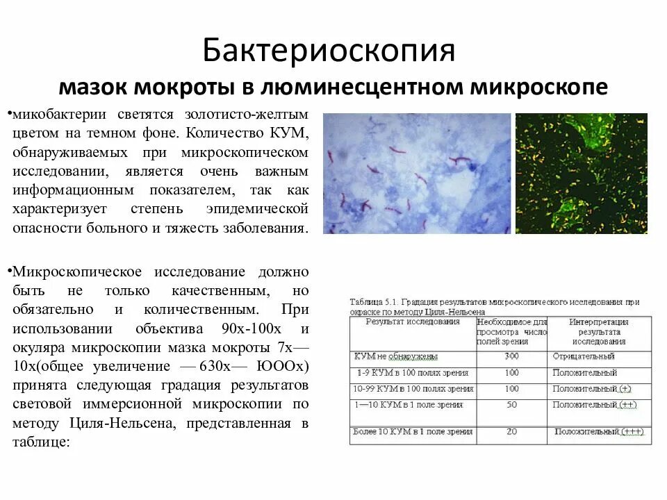 Бактериоскопия мазка. Бактериоскопия мазка