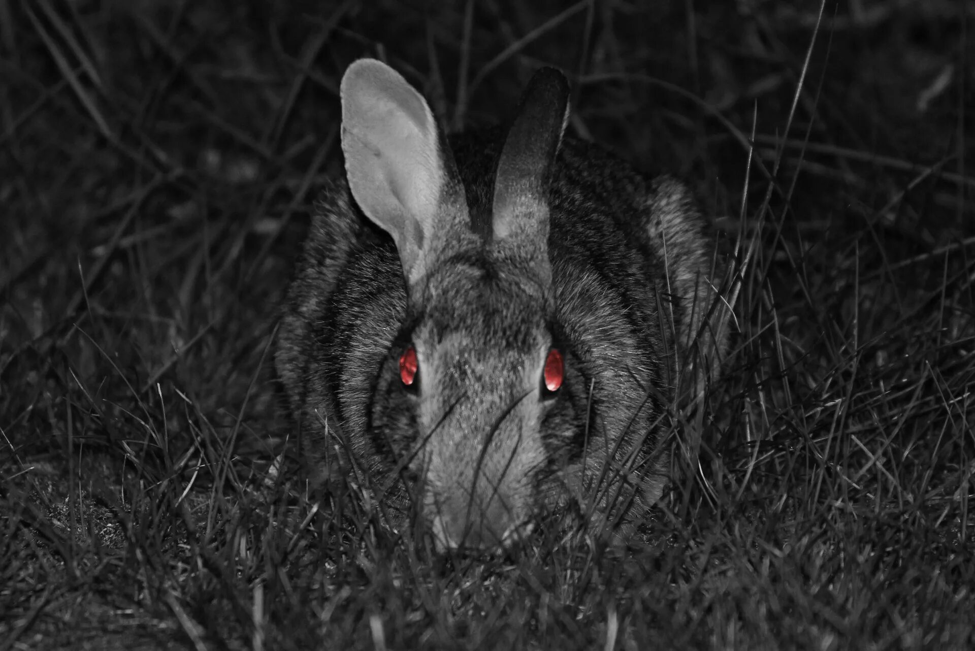 калифорнийский дикий кролик дикий. зайцы. загадочная картинка зайцы. заячья морда. кролик на черном фоне.