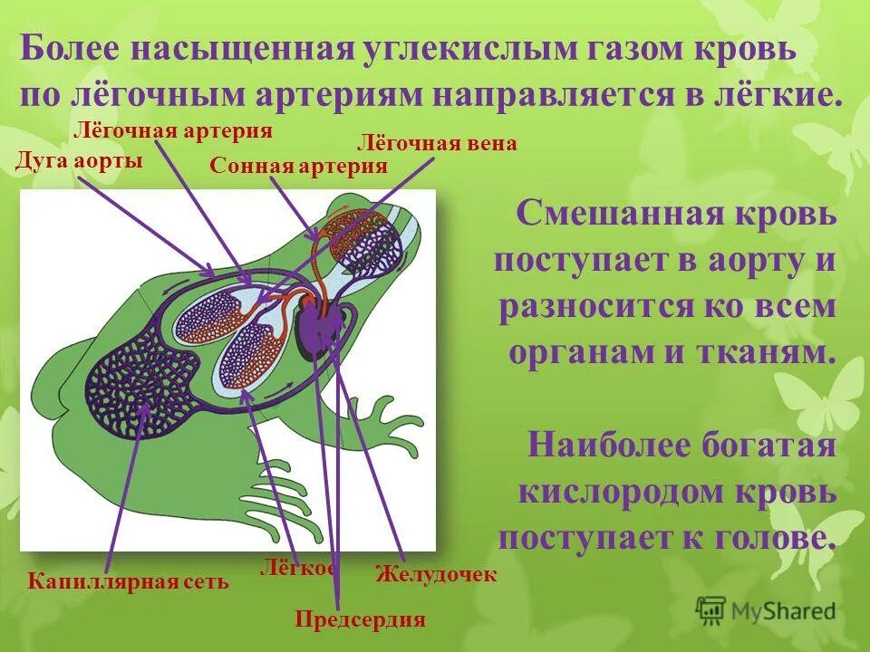 Степень газированности воды. Состав газированной воды. Кровь насыщается углекислым газом в. Артериальная кровь у человека находится. Кровь насыщается углекислым газом в.