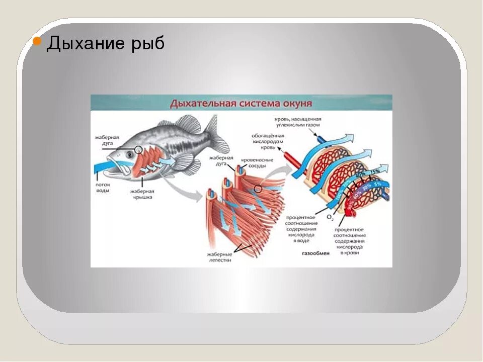 Органы дыхания рыб жабры. Система органов дыхания рыб схема. Строение дыхательной системы рыб. Система дыхания у рыб.