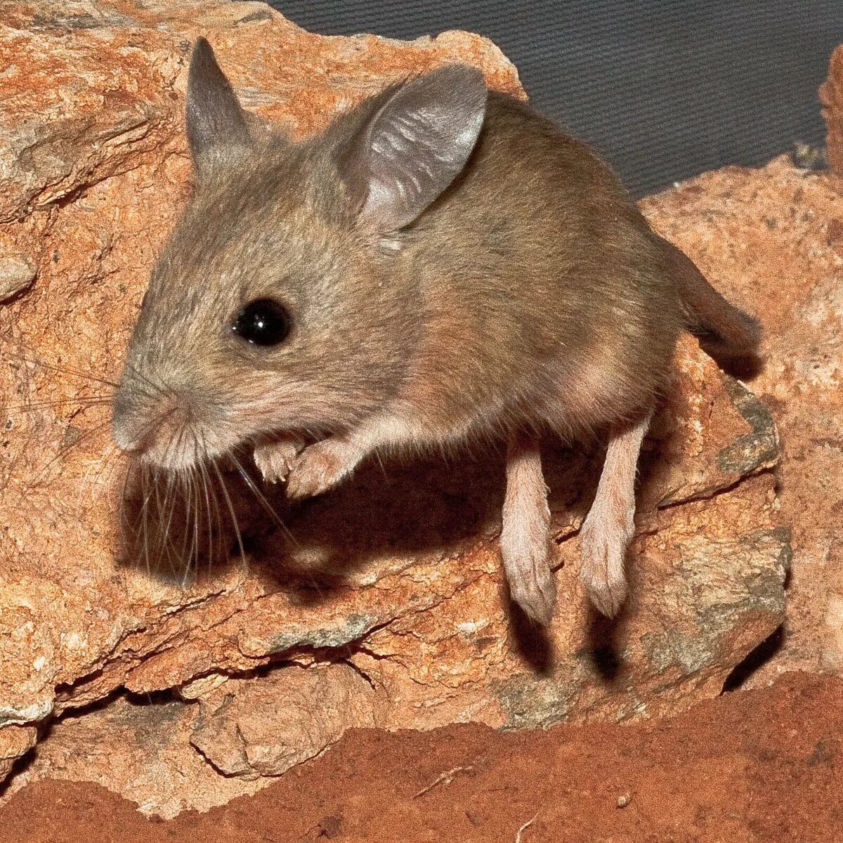 Mouse looking. Австралийский маус. native australian mouse. preble&#039;s meadow jumping mouse. 9mice фото.