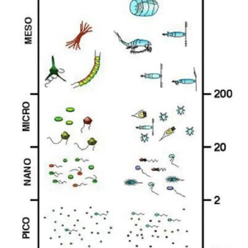 Зоопланктон трофический уровень. Планктон размер. Размер фитопланктона. Классификация планктона по размеру. Зоопланктон и фитопланктон.