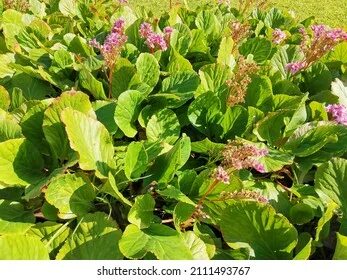 Bergenia crassifolia сырье
