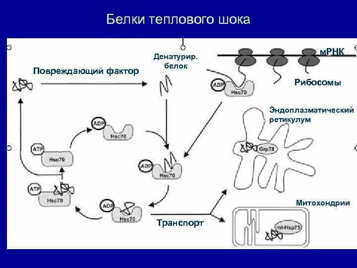 Белки стресса. Активация белков теплового шока. Механизм действия белков теплового шока. Белки теплового шока патофизиология. Белки теплового шока hsp90.