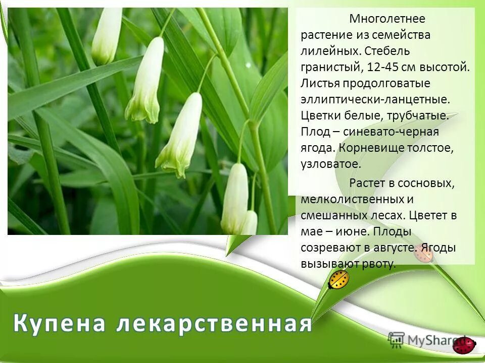 многолетние растение семейства лилейных. декоративные лилейные растения. многолетние растение семейства лилейных. многолетние растение семейства лилейных. строение растений семейства лилейные.