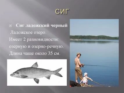 Рыбы в озере названия