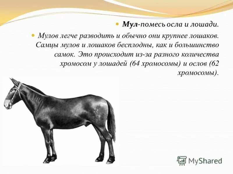 Аутбридинг мул. Гетерозис в селекции животных. Мул селекция. Селекция животных примеры. Селекция животных картинки.