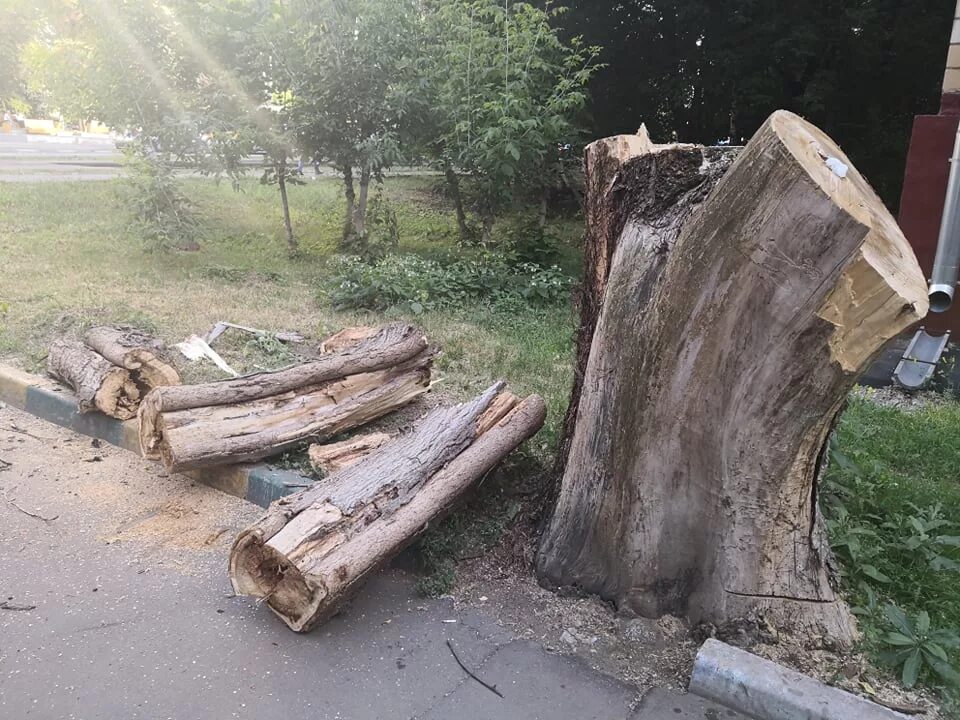 Спилил сухое дерево. Спилили сухое дерево. Аварийное состояние деревьев. Аварийное дерево на придомовой территории. Аварийные тополя.