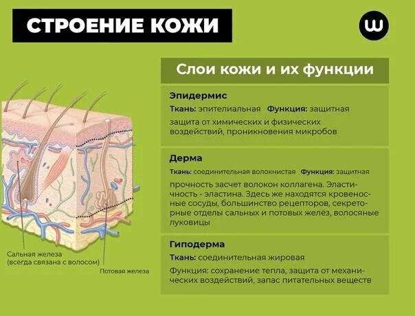 Какие функции выполняет образование кожи. Слой 1) эпидермис 2) дерма 3) гиподерма. Строение кожи роговой слой дерма. Слои кожи строение и функции таблица. Строение кожи эпидермис дерма гиподерма.