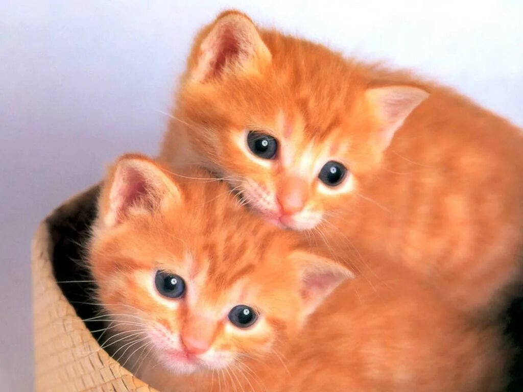 Сколько котят у рыжей кошки. Рыжий котёнок. Рыжая кошка. Два рыжих котенка. Три рыжих котенка.