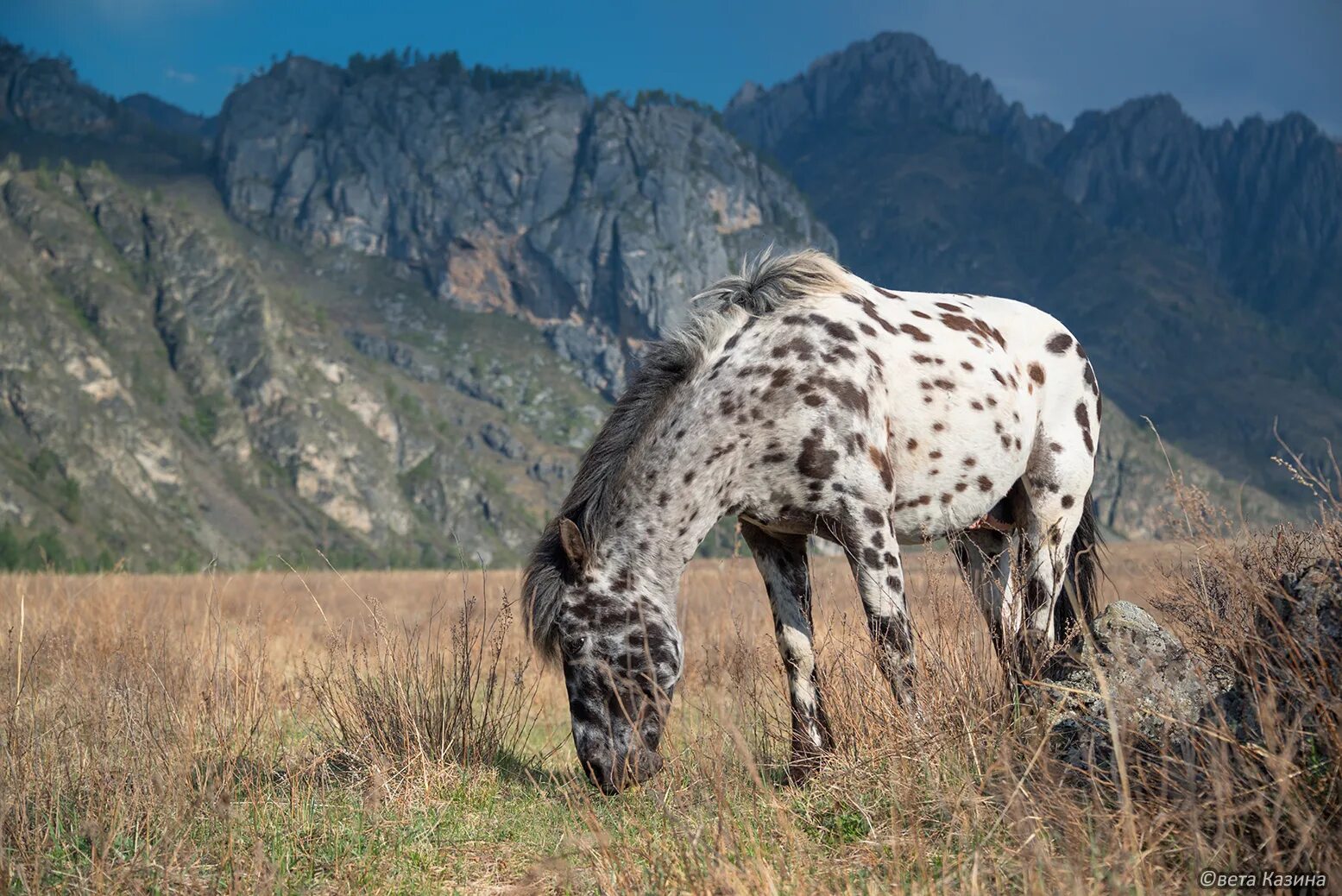 Фауна горного Алтая. Алтай животные Алтая. Млекопитающие горного Алтая. Алтайский заповедник фауна.
