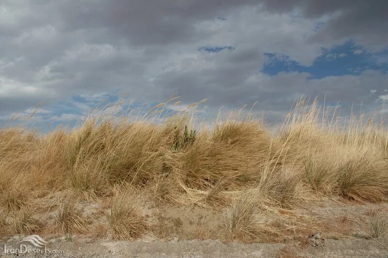 Ковыль Сарептский. Ковыль Сарептский в пустыне. Ковыль Сарептский (Stipa sareptana). Ковыль в полупустыне. Каштановые сухие степи