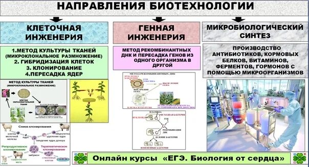 Клеточная биотехнология методы. Методы биотехнологии. Методы биотехнологии ЕГЭ. Биотехнология и ее направления. Биотехнология ЕГЭ биология.