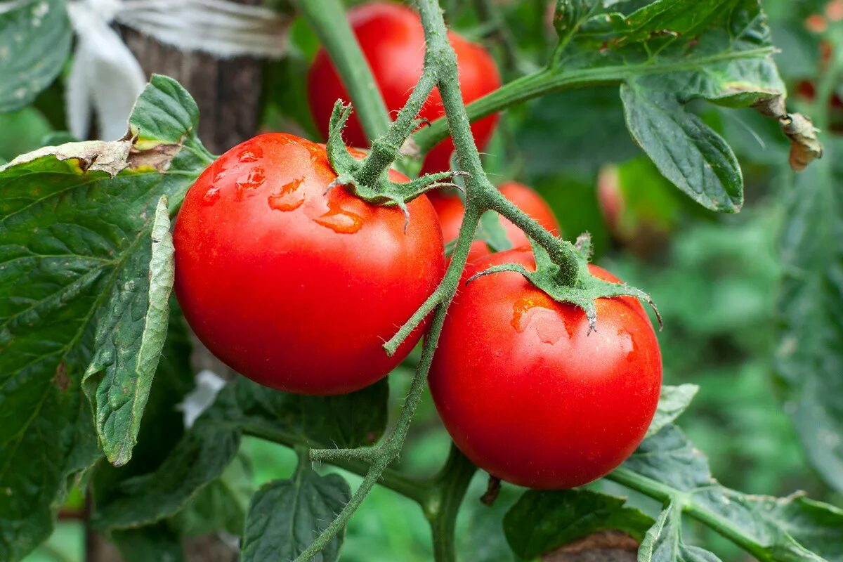 Почему помидоры краснеют. Томат. Городе томат. Томат цветок реагир. Московские урожайные томаты.