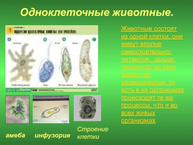 Покрытосеменные одноклеточные. Одноклеточные животные. Одноклеточные организмы. Одноклеточное животное. Строение одноклеточных животных.