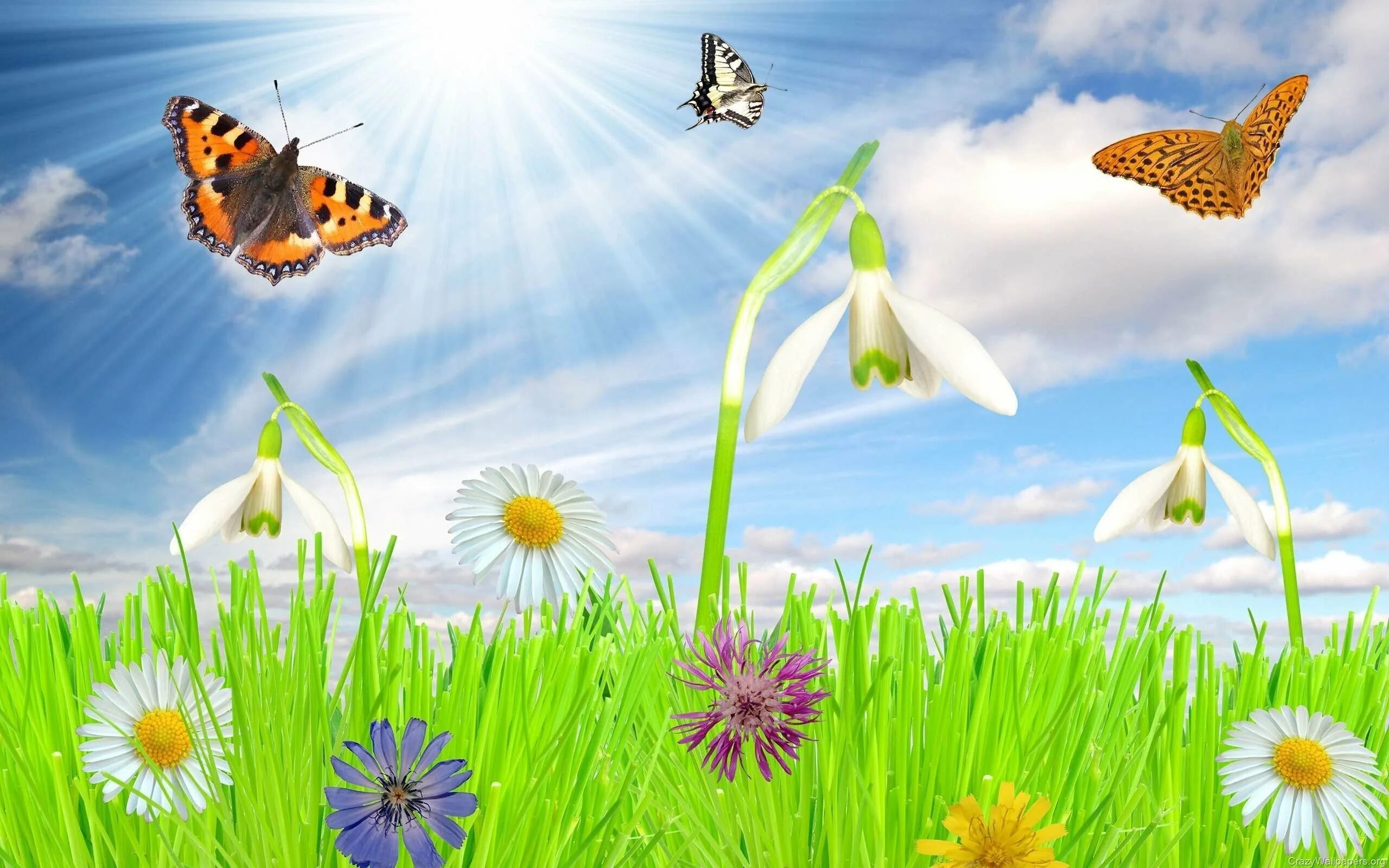 Какая весенняя живая природа. Бабочки над лугом. Бабочки на лугу. Бабочки летают над лугом. Красивый луг с цветами и бабочками.