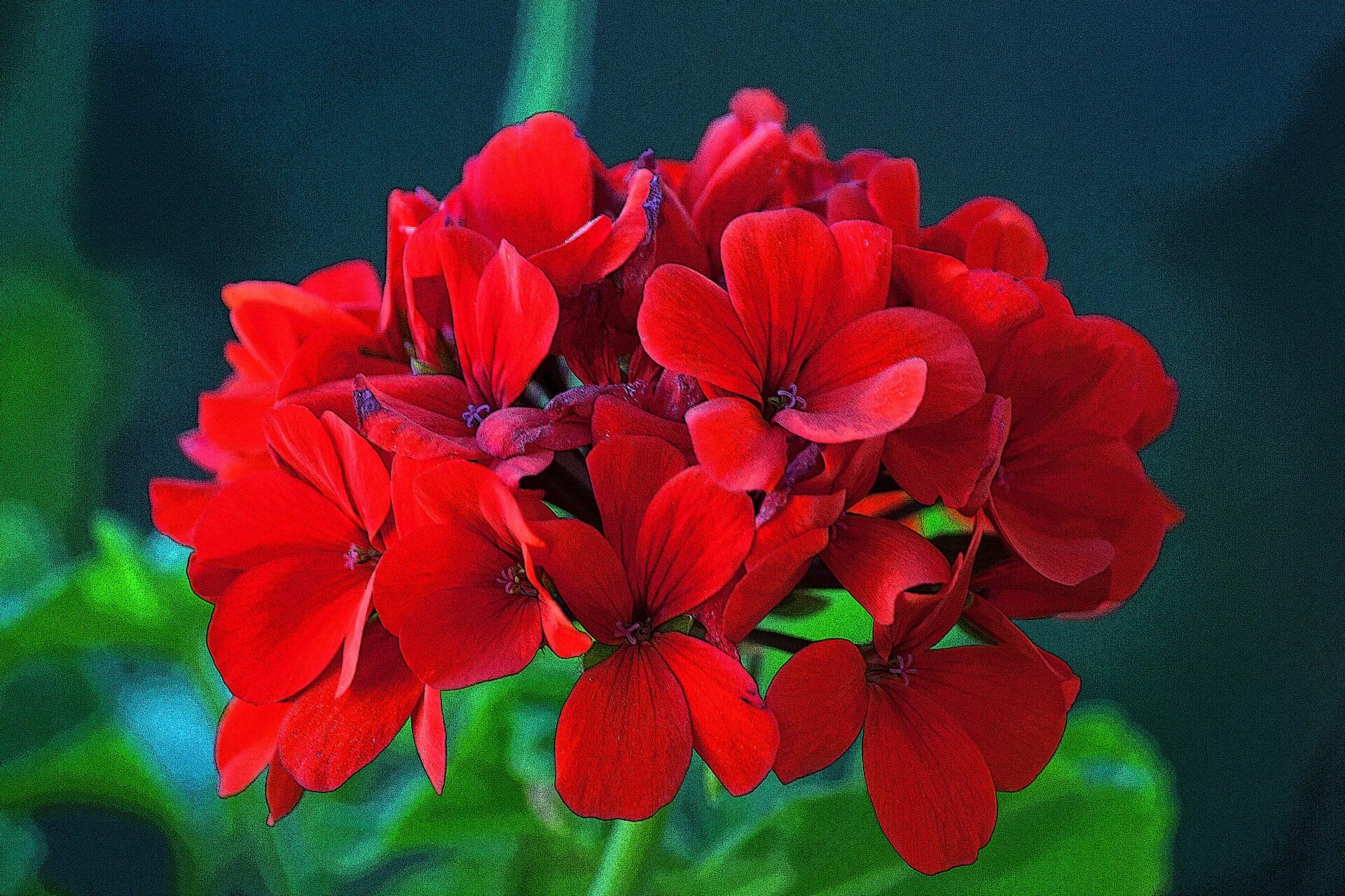 Пеларгония Брайт ред. Bewerly Scammell пеларгония. Пеларгония Red Pimpernel. Красная герань – Red Geranium.