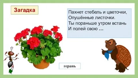 Стихотворение герани