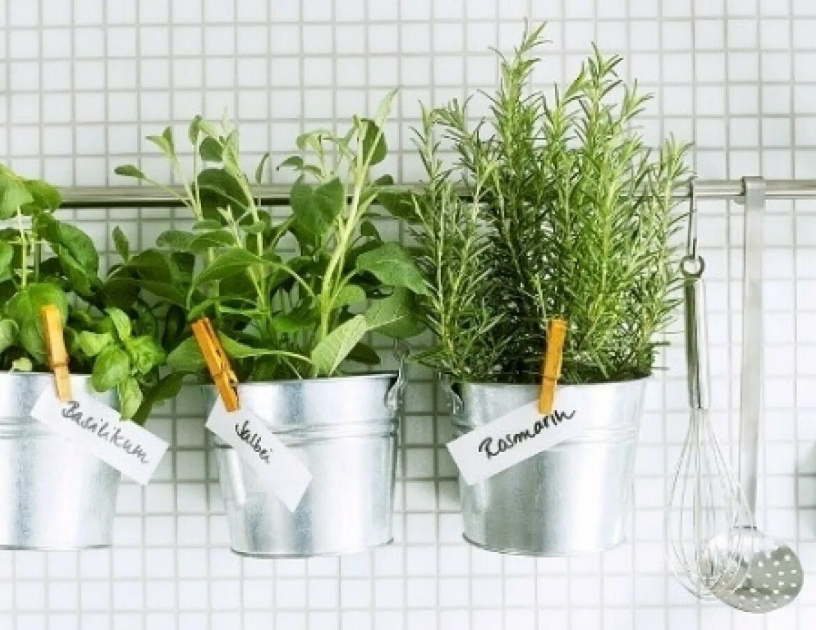 Микрозелень петрушка. Розмарин на грядке. Лаванда базилик мята клумба. Зелень на подоконнике. Выращивать специи.