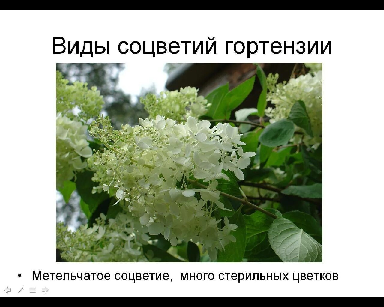 Фертильные соцветия. Фертильные соцветия. Фертильные соцветия. Фертильные соцветия. Фертильные соцветия.
