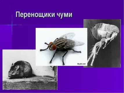 Чума тема