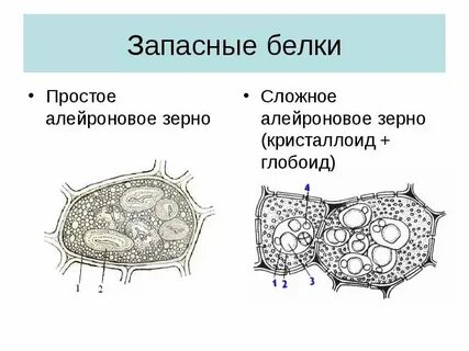 Растительный белок клетки
