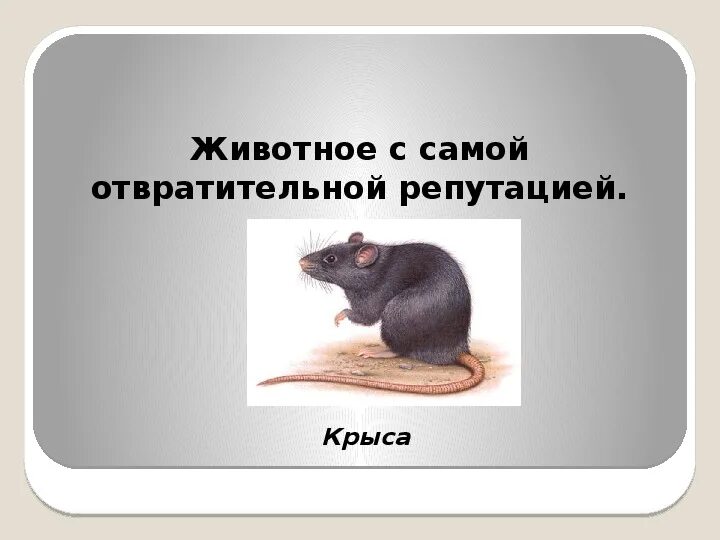 4 октября всемирный день защиты животных. Нажми на животных от самого. Нажми на животных от самого. Книжка с голосами животных для детей. У какого зверя самый ценный мех.