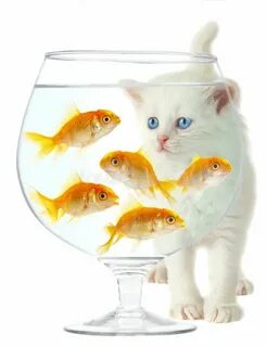 Рыбки для кота на экране