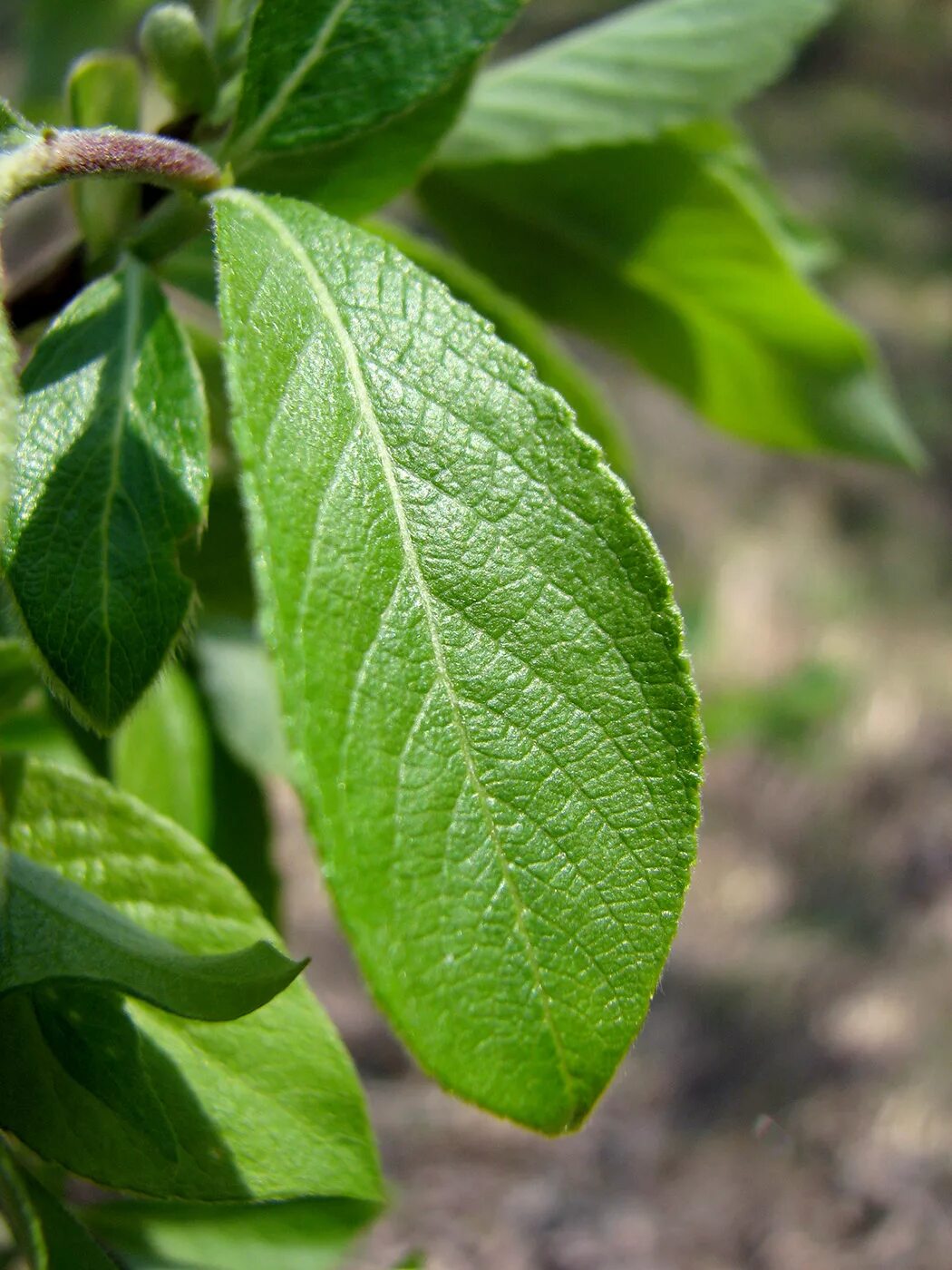 Salix caprea. Ива бредина (Salix caprea). Salix caprea листья. Ива Козья бредина. Форма листа ивы