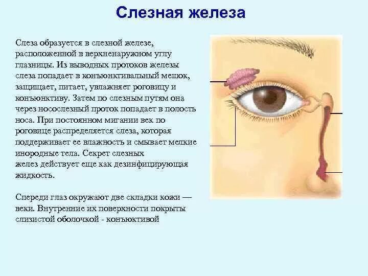 Слезные железы строение и функции. Функции протоков слезной железы. Расположение слезных желез и слезных протоков. Выводной проток слезной железы. Где слезная железа