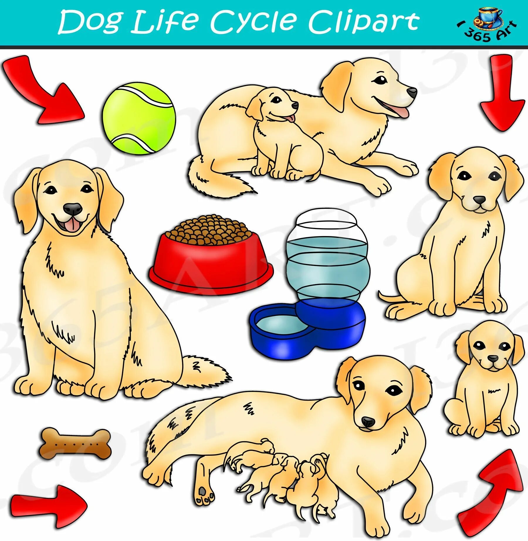 Life is dog. A dog&#039;s life. life cycle of dog. жизненный цикл собаки для детей. цикл у собак.
