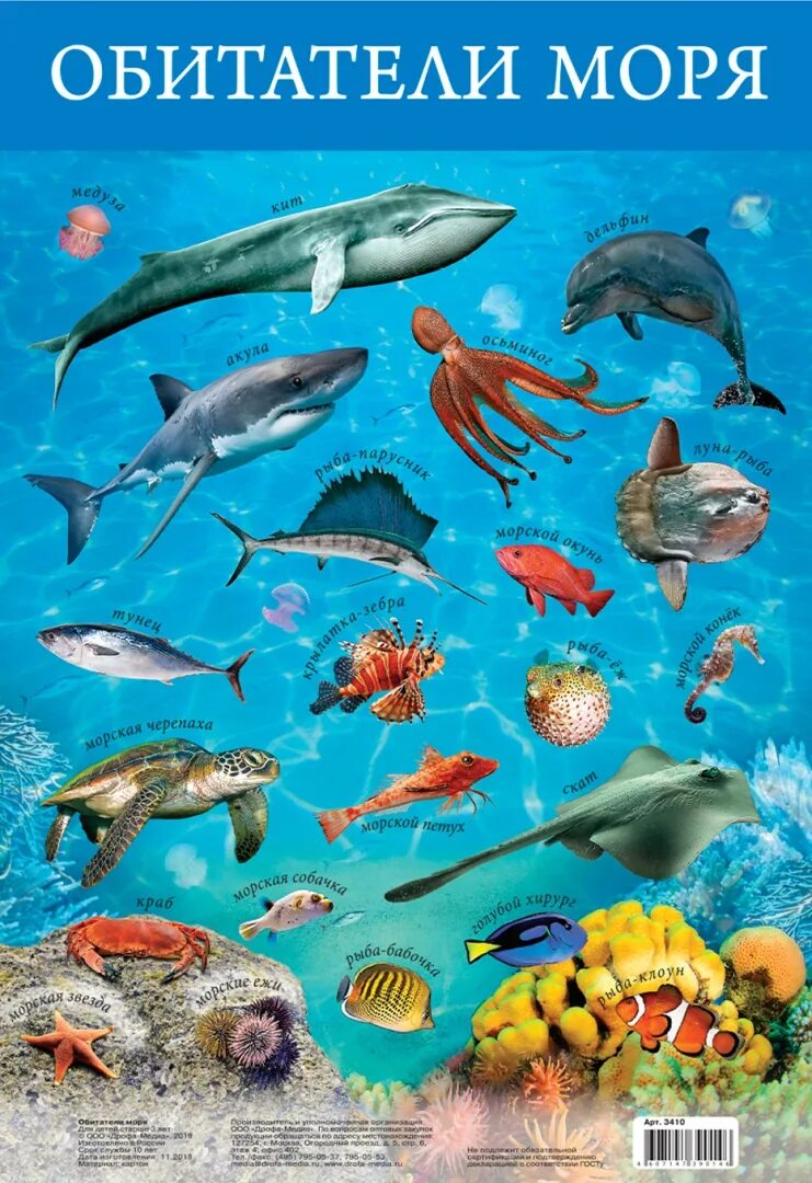 Виды рыб. Карточки речные рыбы для детей. Морская рыба названия. Промысловые рыбы баренцева моря. Морские рыбы для детей.