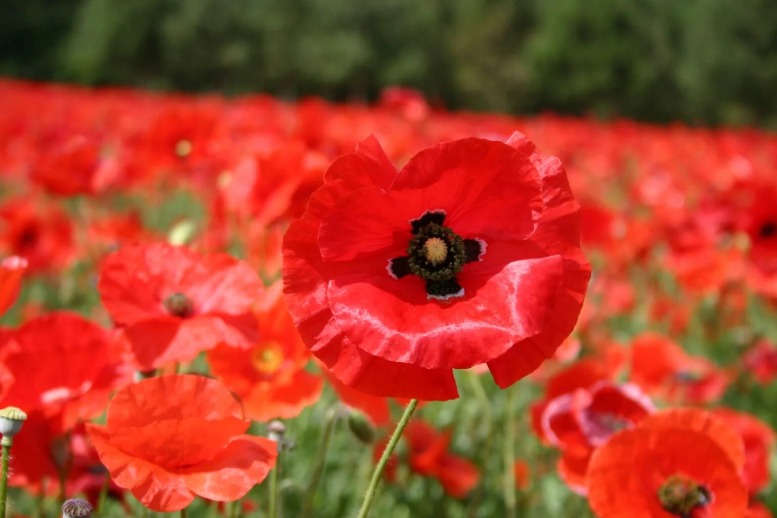 Мак папавер самосейка. Мак самосейка Ширли. Мак самосейка (Papaver rhoeas) Ширли.. Мак самосейка семена. Corn poppies