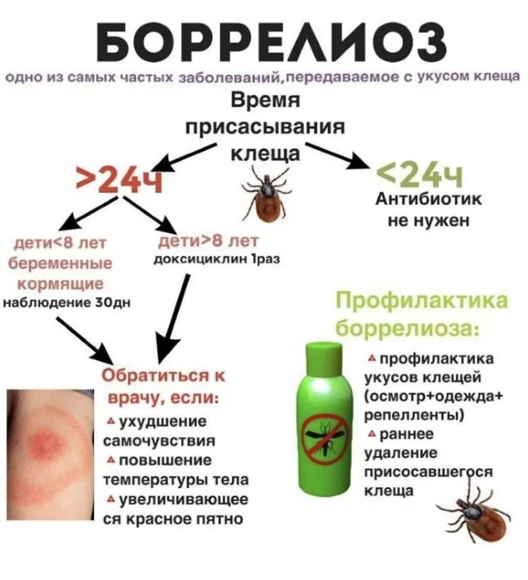 Может ли быть температура от клеща. Клещевой боррелиоз высыпания. после клеща болезнь боррелиоз.