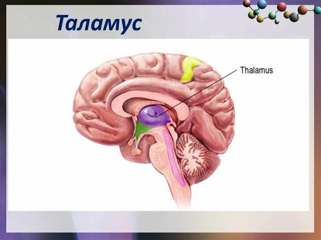 Промежуточный мозг располагается в. Таламус головного мозга. Анатомия головного мозга таламус. Функция таламуса в головном мозге. Мозг строение зрительные Бугры.