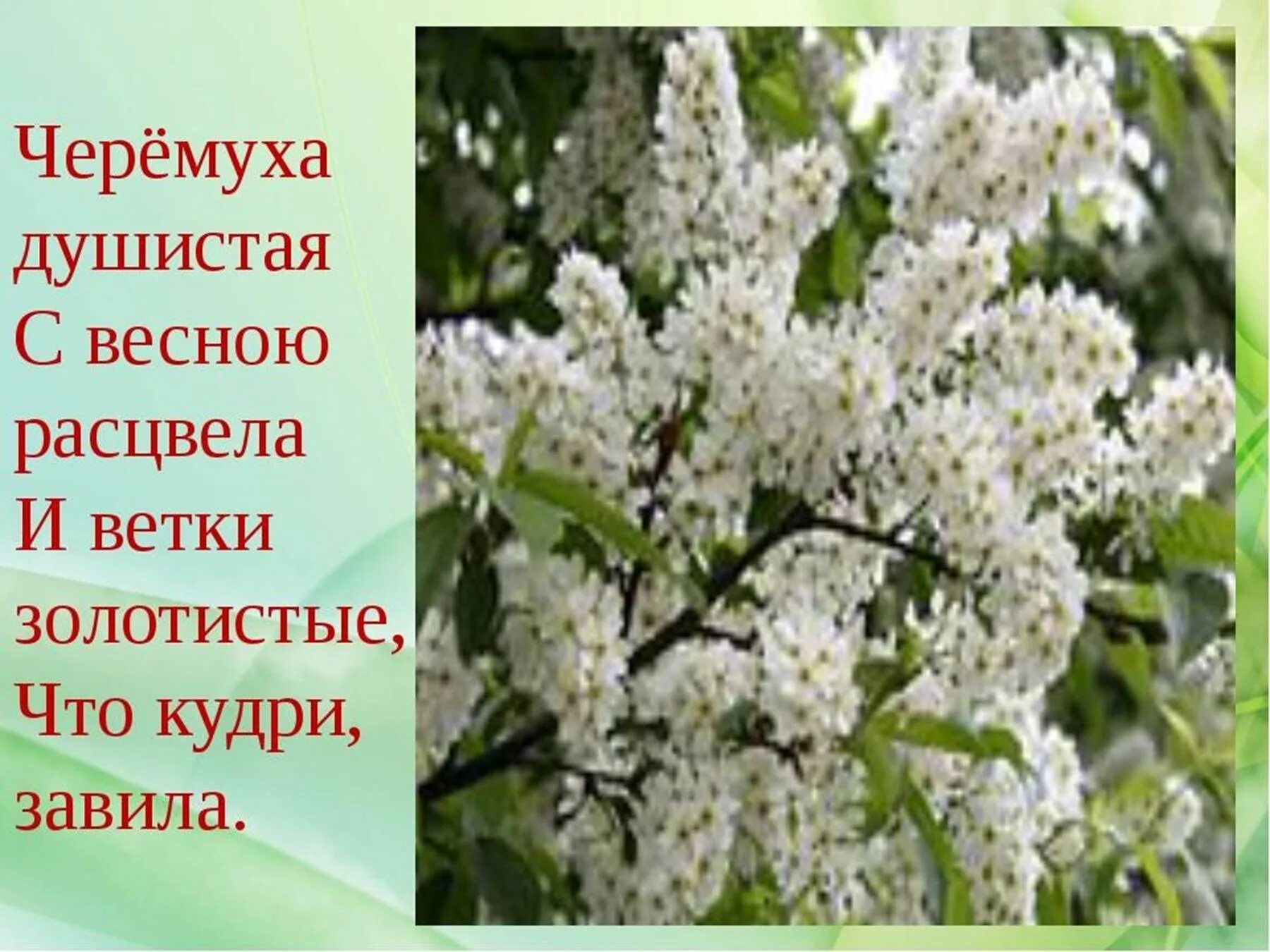 Весной она пахуч зацветала. Золотистая черемуха Есенина. Фет черемуха. Есенин с. а. "черемуха". Цветет черемуха Есенин.