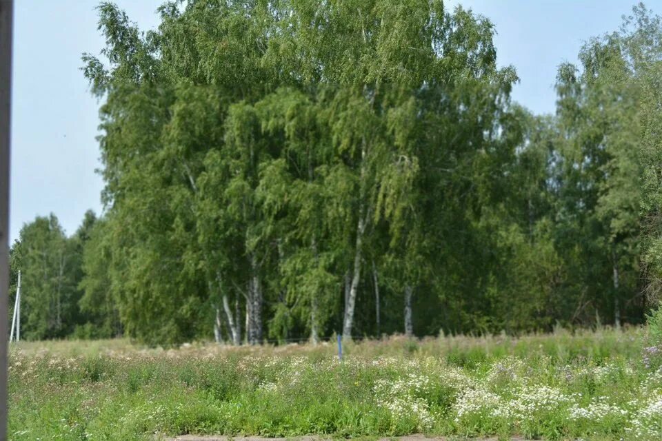 Купить участок томская область. Озерная зональная станция. Земля ИЖС В Зональном. Озеро Савинское Томская область зональный. Станция зональная поселок кедр Ромашка.