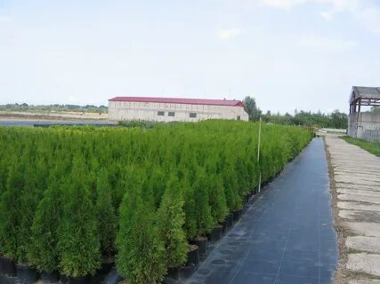 Кфх розы