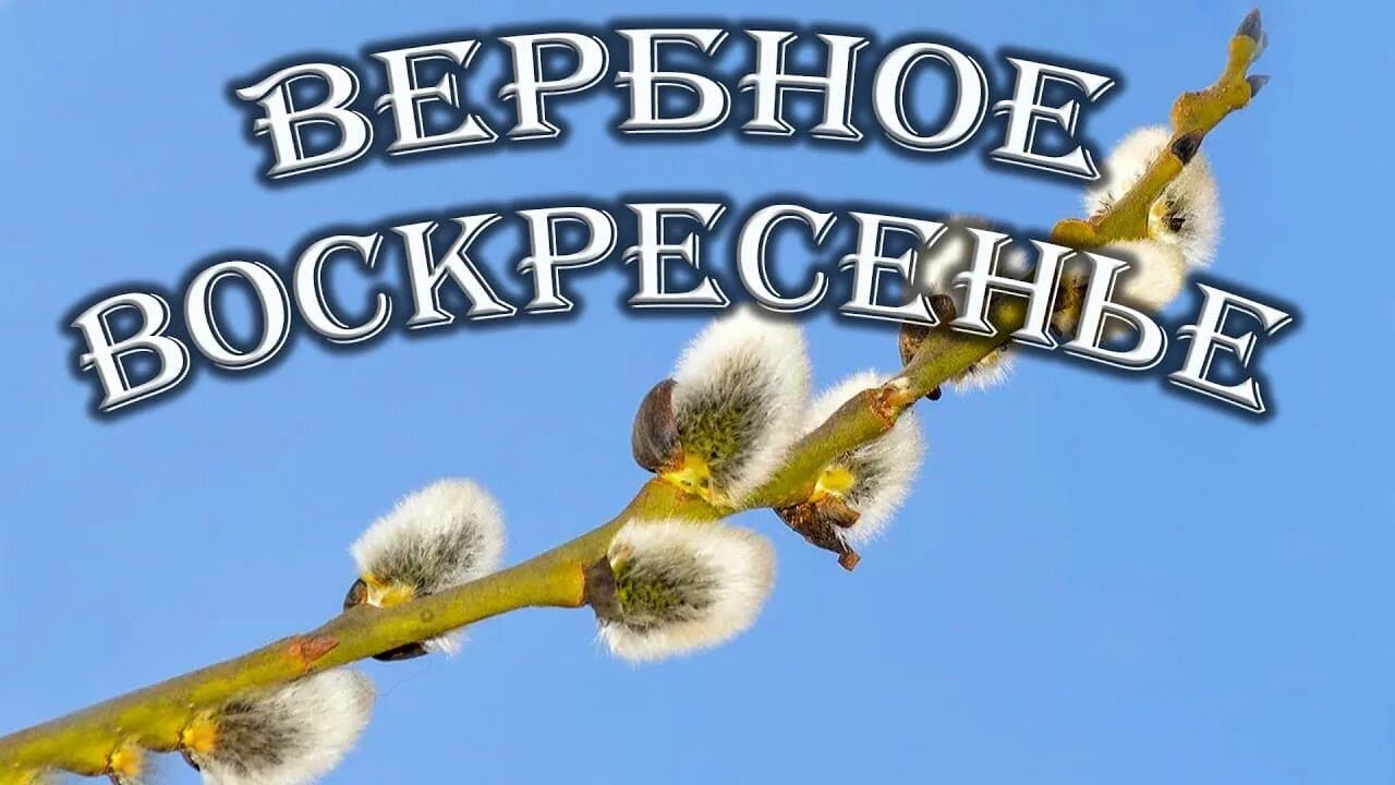Распускание вербы. Цветущая верба. Куда девать вербы. Верба после дождя фото. Куда девать вербы.