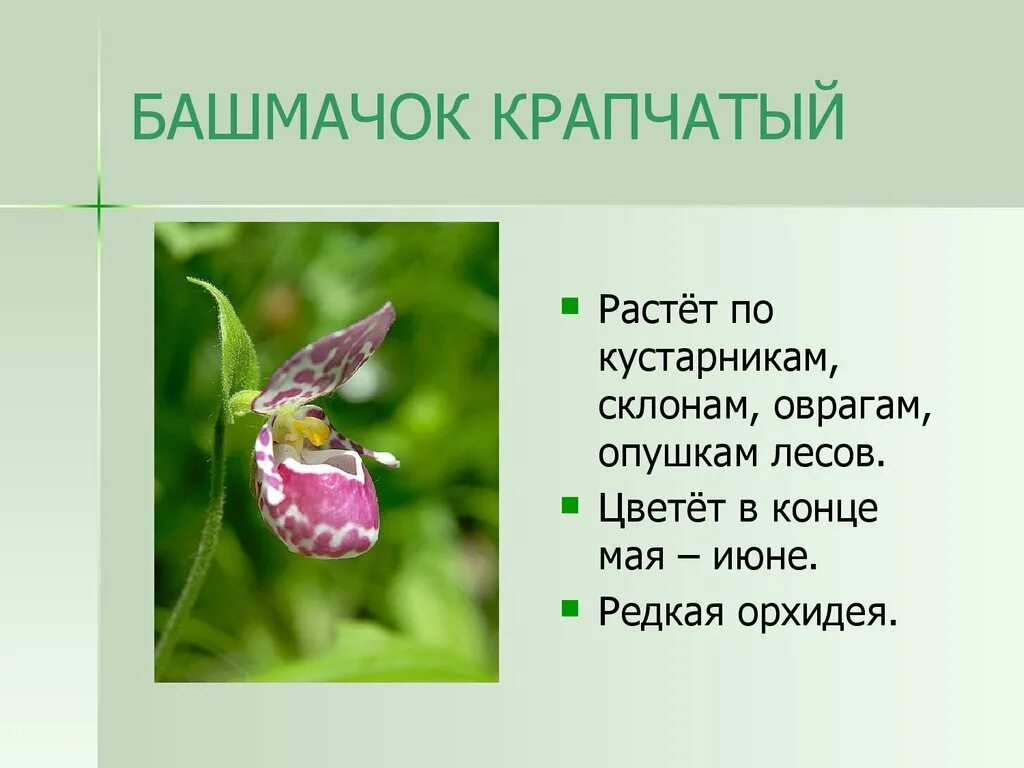 Растения Тульской области - презентация онлайн