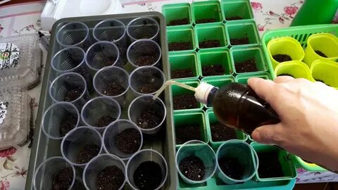 Помидоры для рассады семена