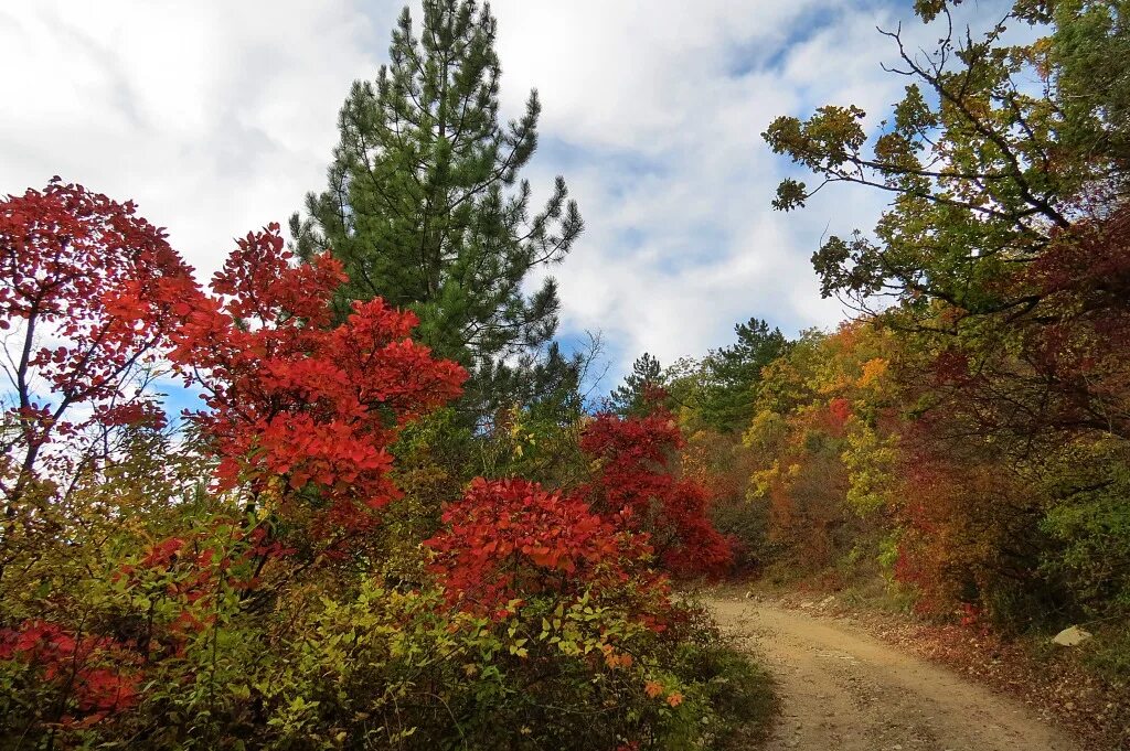 Don). сосна станкевича в крыму. сосна станкевича мыс айя. буковые леса крыма. сосна палласа ялта.