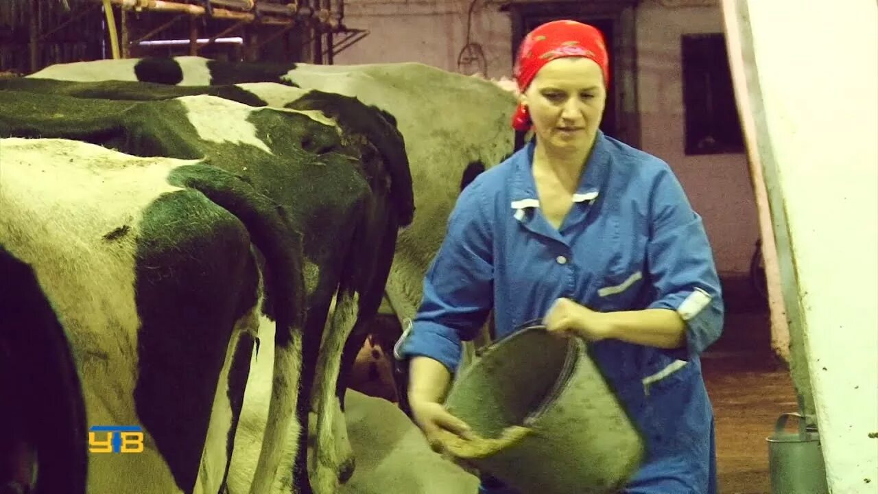 Сколько зарабатывают доярки. Доярки в навозе. доярка в сапогах. доярки грязные. доярки в резиновых сапогах.