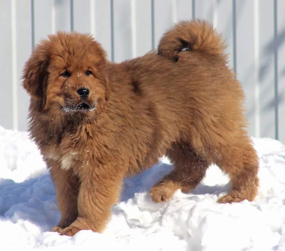 Angel tibeta собаки. тибетский мастиф. питомник тибет. тибетский мастиф питомник. зов тибета питомник серпухов.