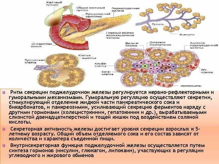 Пищеварительная железа выполняющая барьерную функцию. Механизм секреции ферментов поджелудочной железы. Секреция поджелудочной железы рефлекс. Механизм регуляции секреции поджелудочной железы. Секреция бикарбонатов поджелудочной железы.