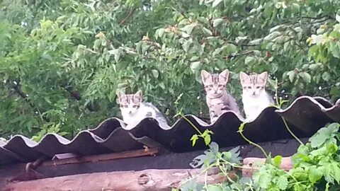 Суровые коты донбасса