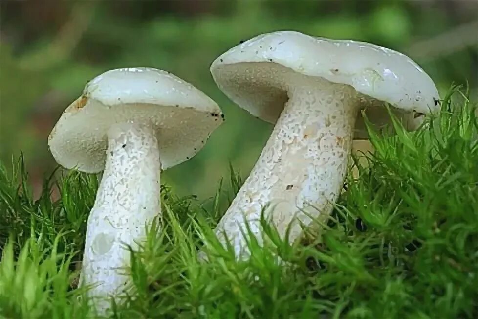 съедобные грибы маслята. грибы маслята белые. белый масленок гриб. масленок беллини. подосиновики подберезовики маслята.